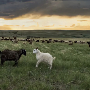 国产特黄刘涛性爱视频
